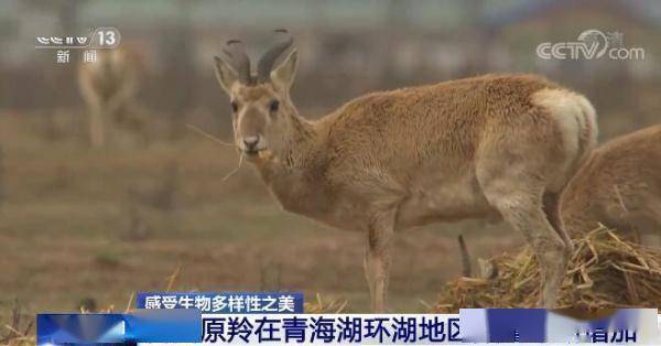 我国生物多样性保护取得明显成效 一起来感受生物多样性之美！ 